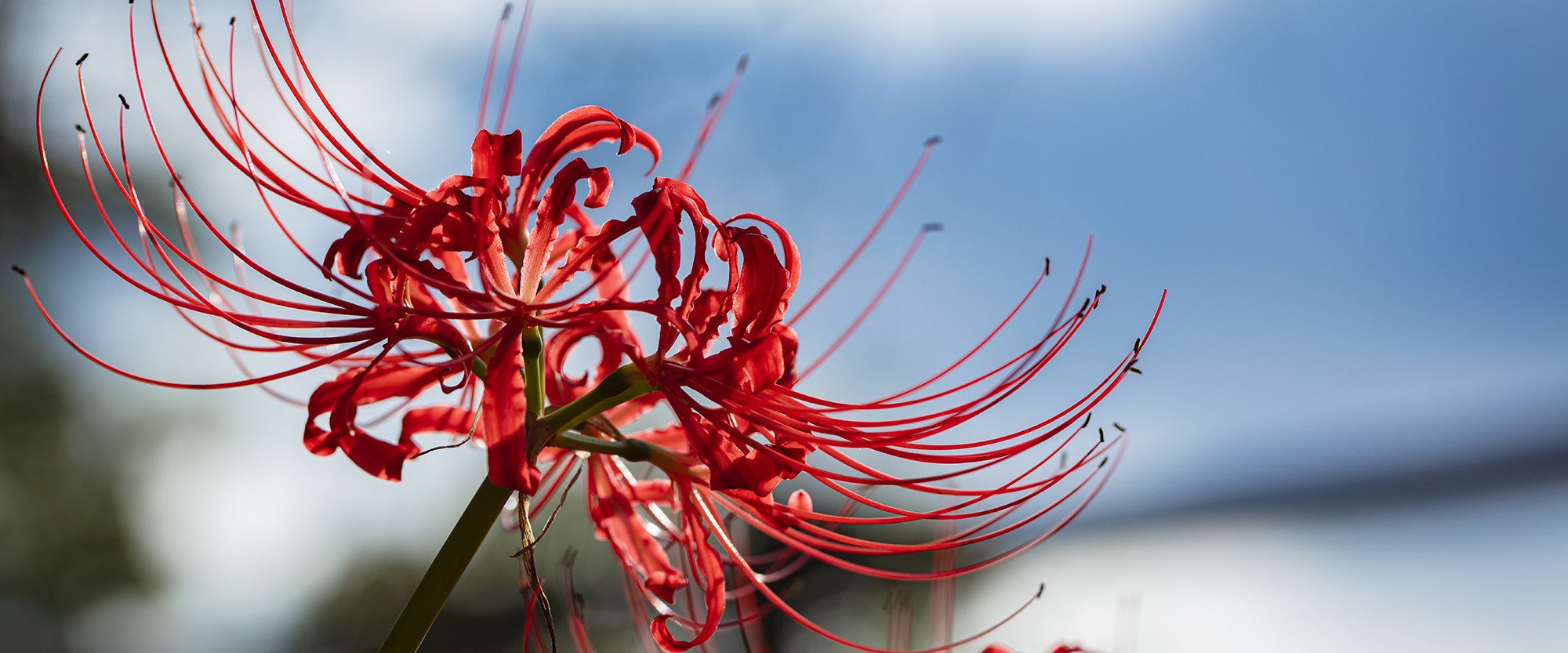 デザインも自由自在にカスタマイズ可能！